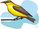 Oriolus