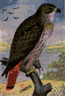 red-tailed hawk - dark brown American hawk species having a reddish-brown tail