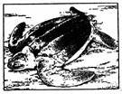 leatherback - wide-ranging marine turtle with flexible leathery carapace