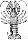 American crayfish - common large crayfishes of eastern North America