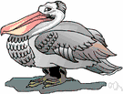 pelican - large long-winged warm-water seabird having a large bill with a distensible pouch for fish