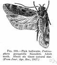pink bollworm - larvae of a gelechiid moth introduced from Asia