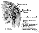 shoulder joint - a ball-and-socket joint between the head of the humerus and a cavity of the scapula