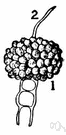 spore case - specialized leaf branch in certain aquatic ferns that encloses the sori or clusters of sporangia