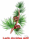 Larix decidua - tall European tree having a slender conic crown, flat needlelike leaves, and hairy cone scales