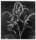 western ragweed - coarse perennial ragweed with creeping roots of dry barren lands of southwestern United States and Mexico
