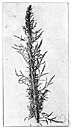 Seriphidium canum - low much-branched perennial of western United States having silvery leaves