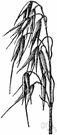 cereal oat - widely cultivated in temperate regions for its edible grains