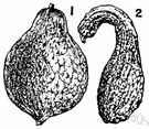 Cucurbita maxima turbaniformis - squash plants bearing hard-shelled fruit shaped somewhat like a turban with a rounded central portion protruding from the end opposite the stem