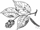 Eastern hop hornbeam - medium-sized hop hornbeam of eastern North America