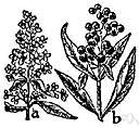 mock privet - evergreen shrub with white flowers and olivelike fruits