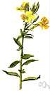 Oenothera macrocarpa - evening-opening primrose of south central United States