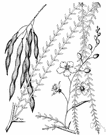 Jerusalem thorn - large shrub or shrubby tree having sharp spines and pinnate leaves with small deciduous leaflets and sweet-scented racemose yellow-orange flowers