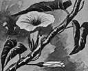 genus Argyreia - woody climbers of tropical Asia to Australia