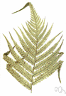 Cibotium - in some classification systems placed in family Cyatheaceae: ornamental tree ferns with coarse gracefully drooping fronds