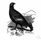 Tetrao - type genus of the Tetraonidae: capercaillies