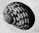 Nerita - a neritid gastropod having a short smooth or spirally ridged shell with thick usually toothed outer lip and toothed operculum