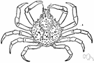 spider crab - any of numerous crabs with very long legs and small triangular bodies