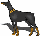 Doberman - medium large breed of dog of German origin with a glossy black and tan coat