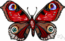 nymphalid butterfly - medium to large butterflies found worldwide typically having brightly colored wings and much-reduced nonfunctional forelegs carried folded on the breast