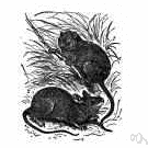 Apodemus sylvaticus - nocturnal yellowish-brown mouse inhabiting woods and fields and gardens
