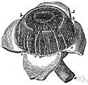 ciliary artery - one of several arteries supplying the choroid coat of the eye