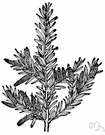 totara - valuable timber tree of New Zealand yielding hard reddish wood used for furniture and bridges and wharves