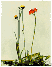 Hieracium praealtum - European hawkweed introduced into northeastern United States
