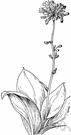 Clintonia andrewsiana - plant with nearly leafless stalk topped by a cluster of red or reddish lavender flowers