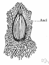 perithecium - flask-shaped ascocarp