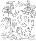 genus Clathrus - type genus of the Clathraceae
