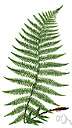 Alpine lady fern - a lady fern with deeply cut leaf segments