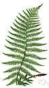 Athyrium distentifolium - a lady fern with deeply cut leaf segments