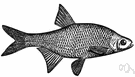 Notemigonus - golden shiners