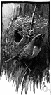 Baya - common Indian weaverbird