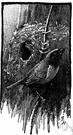 Ploceus philippinus - common Indian weaverbird
