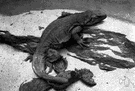 Sauromalus obesus - a herbivorous lizard that lives among rocks in the arid parts of southwestern United States and Mexico
