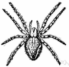 genus Aranea - a genus of orb-weaving spiders including common garden spiders and barn spiders