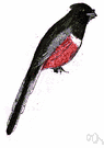 trogon - forest bird of warm regions of the New World having brilliant lustrous plumage and long tails