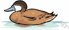 Oxyura jamaicensis - reddish-brown stiff-tailed duck of North America and northern South America