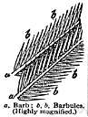 vane - the flattened weblike part of a feather consisting of a series of barbs on either side of the shaft
