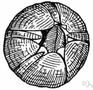 genus Balanus - type genus of the family Balanidae