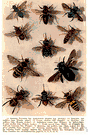 genus Nomia - a genus of bee