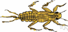 orthopterous insect - any of various insects having leathery forewings and membranous hind wings and chewing mouthparts
