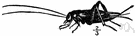 Acheta domestica - lives in human dwellings