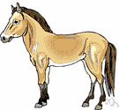 Equus caballus przewalskii - wild horse of central Asia that resembles an ass
