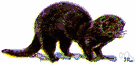 Mustela vison - usually rich dark brown