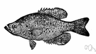 white crappie - a crappie that is white