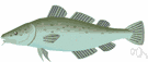 cod - lean white flesh of important North Atlantic food fish