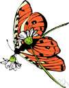 orange fleabane